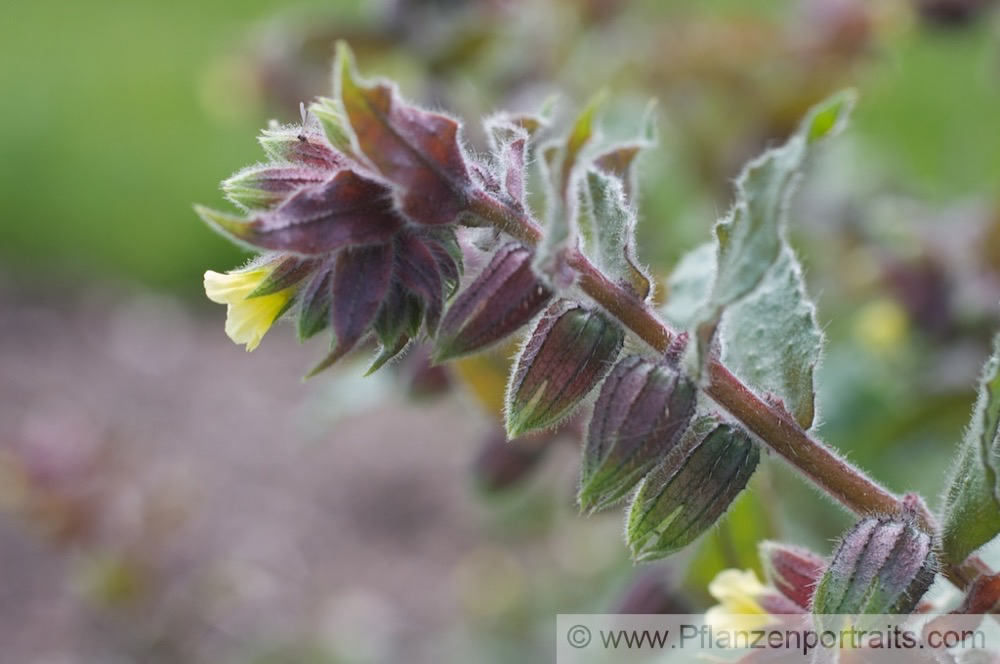 Nonea lutea Gelbes Moenchskraut Monkswort.jpg