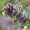 Nonea lutea Gelbes Moenchskraut Monkswort.jpg