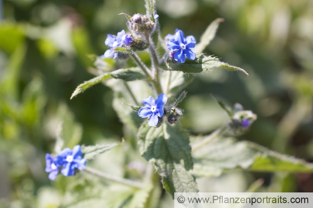 Pentaglottis sempervirens Spanische Ochsenzunge Evergreen bugloss.jpg