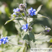 Pentaglottis sempervirens Spanische Ochsenzunge Evergreen bugloss.jpg