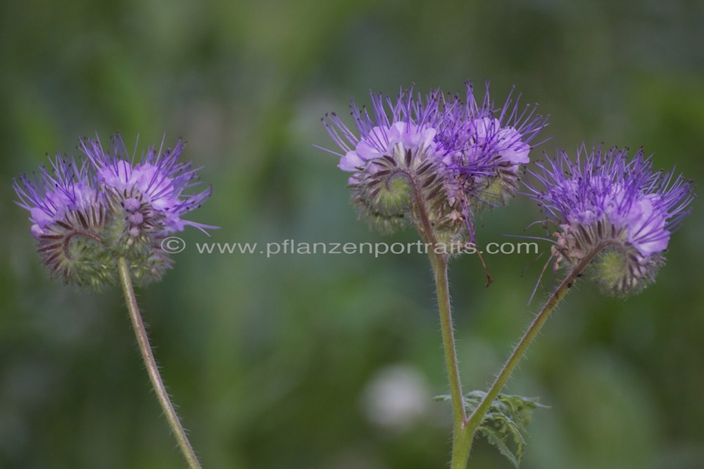 Phacelia tanacetifolia Rainfarn Phazelie Lacy phacelia 2.jpg