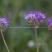 Phacelia tanacetifolia Rainfarn Phazelie Lacy phacelia 2.jpg