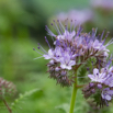 Phacelia tanacetifolia Rainfarn Phazelie Lacy phacelia 3.jpg