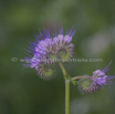 Phacelia tanacetifolia Rainfarn Phazelie Lacy phacelia.jpg