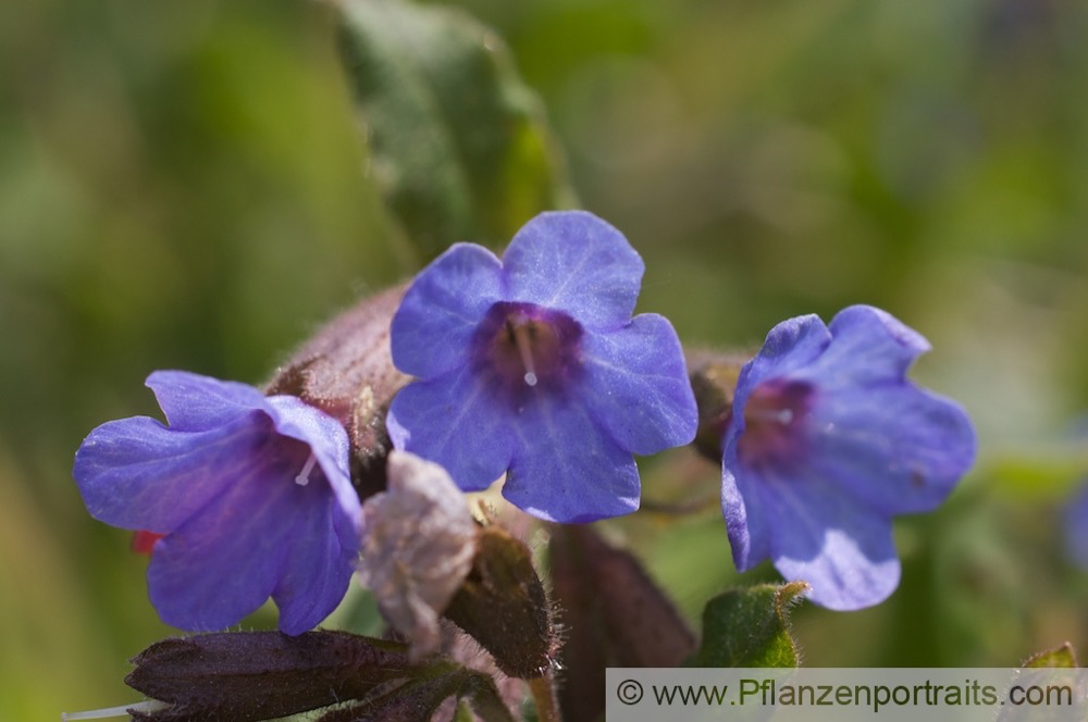 Pulmunaria officinalis Echtes Lungenkraut Lungwort Soldiers and Sailors.jpg