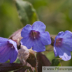 Pulmunaria officinalis Echtes Lungenkraut Lungwort Soldiers and Sailors.jpg