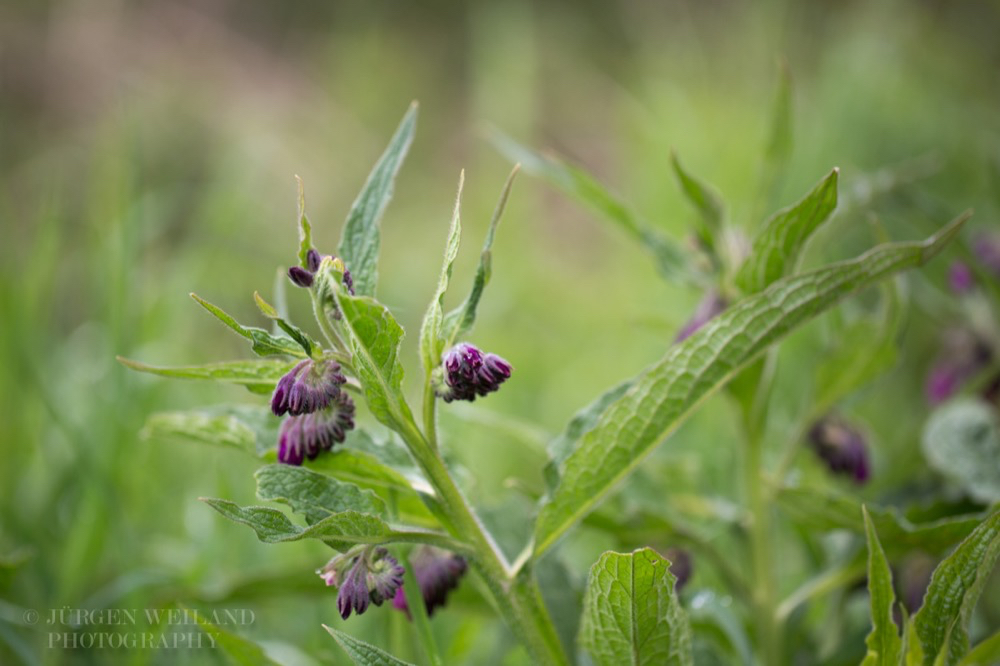 Symphytum officinale Gewoehnlicher Beinwell  Common Comfrey 2.jpg