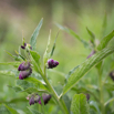 Symphytum officinale Gewoehnlicher Beinwell  Common Comfrey 2.jpg