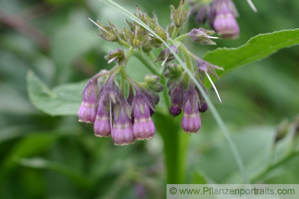 Symphytum officinale Gewoehnlicher Beinwell  Common Comfrey.jpg