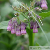 Symphytum officinale Gewoehnlicher Beinwell  Common Comfrey.jpg