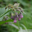 Symphytum officinale Gewoehnlicher Beinwell Common Comfrey 3.jpg