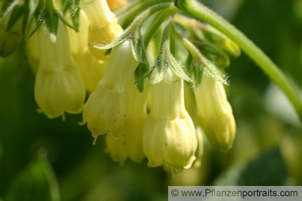 Symphytum tuberosum Knolliger Beinwell Tuberous Comfrey 2.jpg