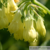 Symphytum tuberosum Knolliger Beinwell Tuberous Comfrey 2.jpg