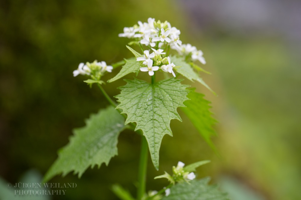 Alliaria petiolata Knoblauchrauke Hedge Garlic.jpg