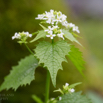 Alliaria petiolata Knoblauchrauke Hedge Garlic.jpg