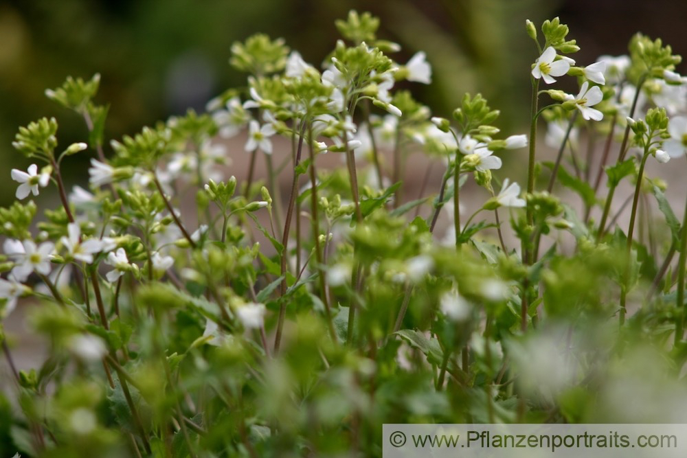 Arabis alpina Alpen-Gaensekresse Alpine Rock Cress 2.jpg