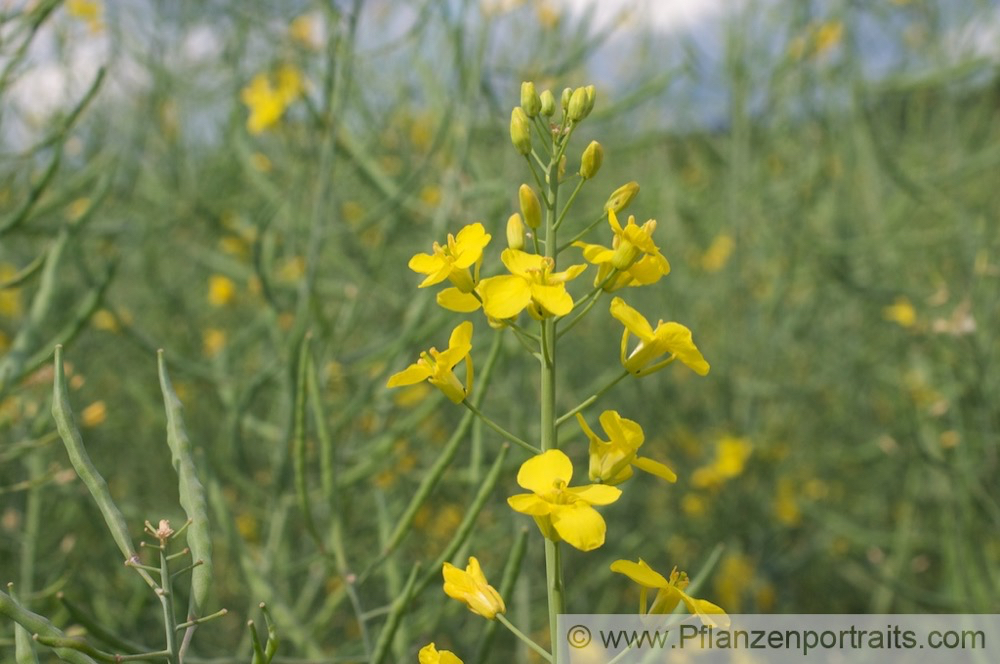 Brassica napus Raps Rapeseed 2.jpg