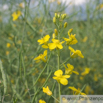 Brassica napus Raps Rapeseed 2.jpg