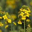 Brassica napus Raps Rapeseed 3.jpg