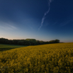 Brassica napus Raps Rapeseed.jpg