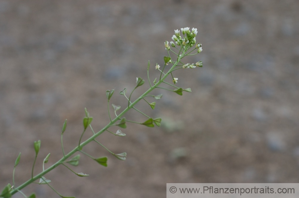 Capsella bursa pastoris Gewoehnliches Hirtentaeschel Shephards Purse 2.jpg