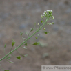 Capsella bursa pastoris Gewoehnliches Hirtentaeschel Shephards Purse 2.jpg