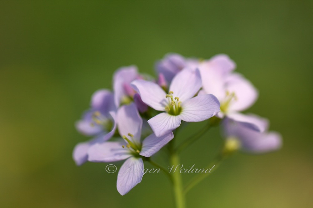 Cardamine pratensis Wiesenschaumkraut Cuckoo Flower 2.jpg