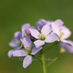 Cardamine pratensis Wiesenschaumkraut Cuckoo Flower 2.jpg