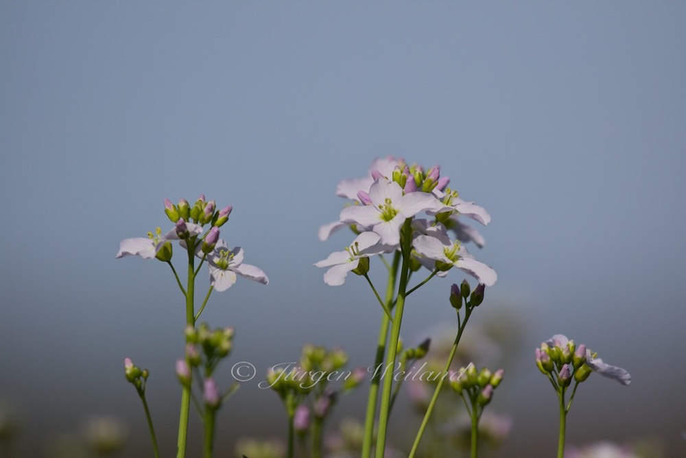 Cardamine pratensis Wiesenschaumkraut Cuckoo Flower 3.jpg