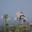 Cardamine pratensis Wiesenschaumkraut Cuckoo Flower 3.jpg