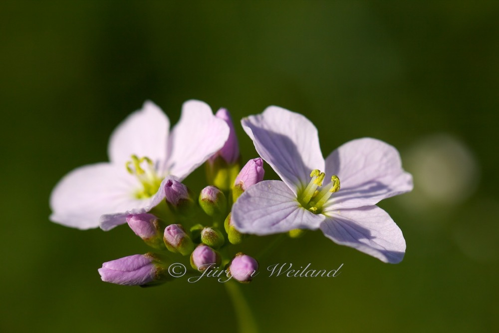 Cardamine pratensis Wiesenschaumkraut Cuckoo Flower 4.jpg