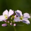 Cardamine pratensis Wiesenschaumkraut Cuckoo Flower 4.jpg