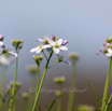 Cardamine pratensis Wiesenschaumkraut Cuckoo Flower.jpg