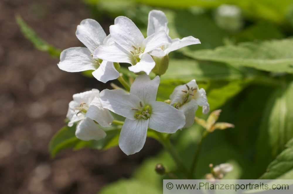 Dentaria Cardamine heptaphylla Fieder Zahnwurz Dentaria 2.jpg