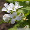 Dentaria Cardamine heptaphylla Fieder Zahnwurz Dentaria 2.jpg