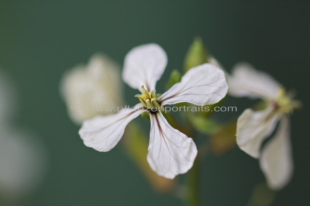 Diplotaxis tenuifolia Schmalblaettriger Doppelsame Rucola.jpg