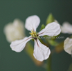 Diplotaxis tenuifolia Schmalblaettriger Doppelsame Rucola.jpg