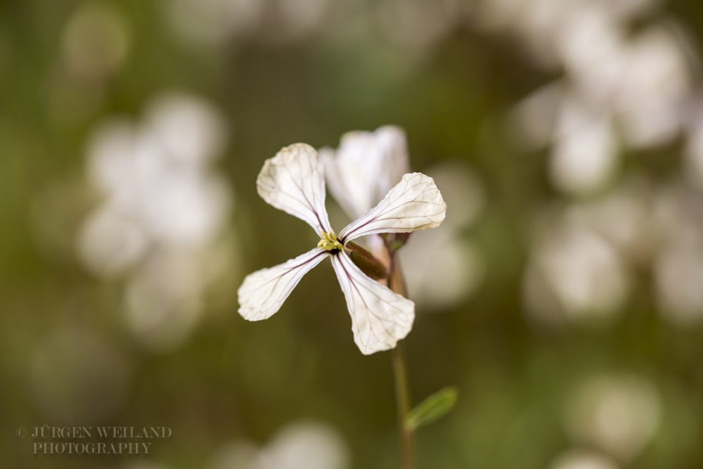 Eruca vesicaria subsp. sativa Senfrauke_.jpg