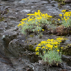 Erysimum cheiri Goldlack Wallflower 2.jpg