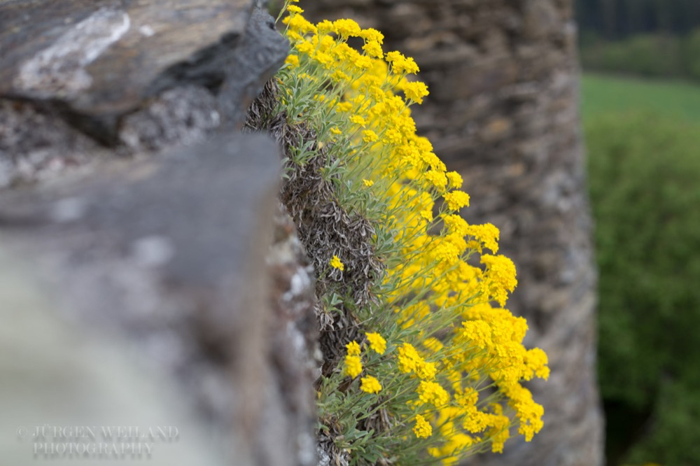 Erysimum cheiri Goldlack Wallflower.jpg