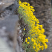 Erysimum cheiri Goldlack Wallflower.jpg