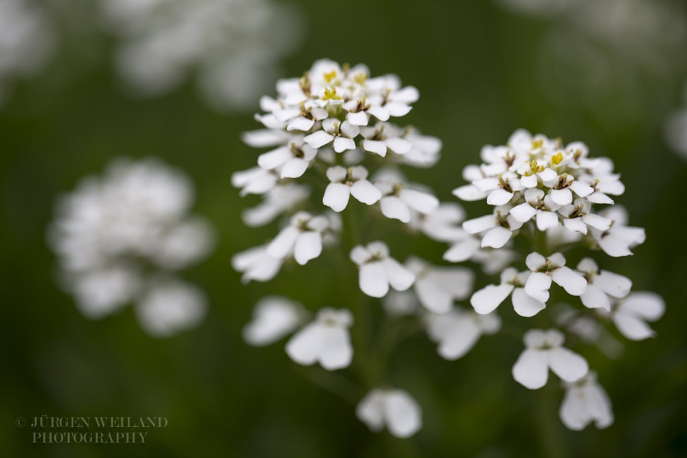 Iberis gibraltarica Schleifenblume.jpg