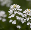 Iberis gibraltarica Schleifenblume.jpg