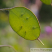 Lunaria annua Silberblatt 2.jpg