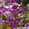 Lunaria annua Silberblatt 3.jpg