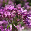 Lunaria annua Silberblatt.jpg