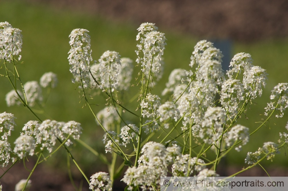 Peltaria alliaceae Scheibenschoetchen Garlic cress.jpg