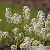 Peltaria alliaceae Scheibenschoetchen Garlic cress.jpg