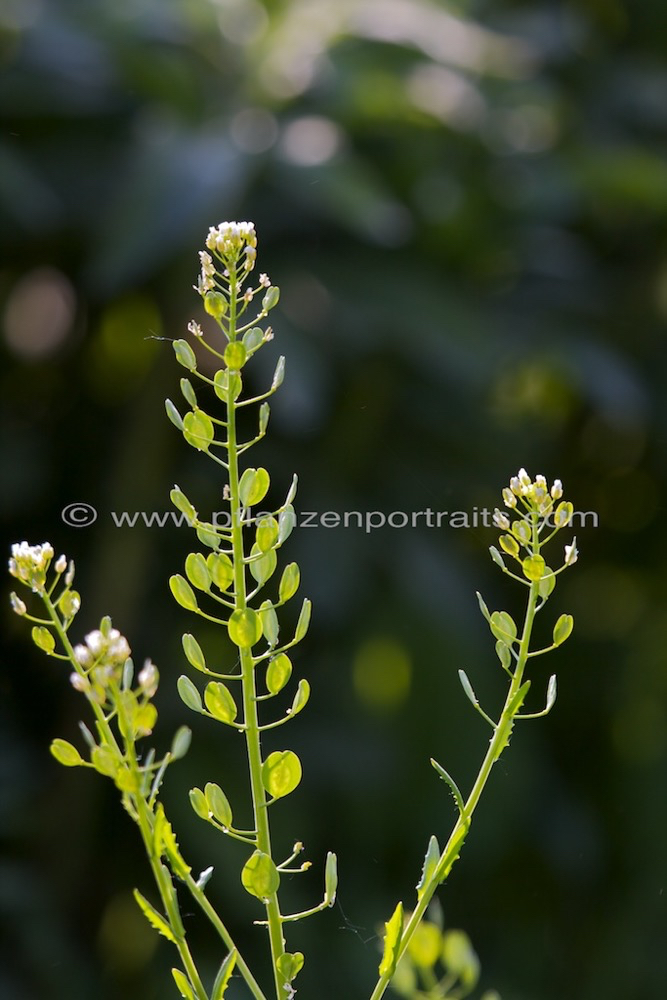 Thlaspi arvense Acker Hellerkraut Field Penny cress.jpg