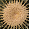 Echinocactus grusonii 2.jpg